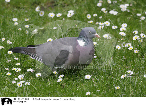 Ringeltaube / woodpigeon / FL-01170