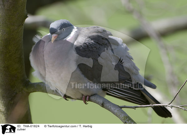 Ringeltaube / culver / THA-01824