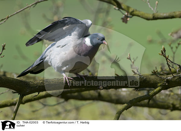 Ringeltaube / culver / THA-02003