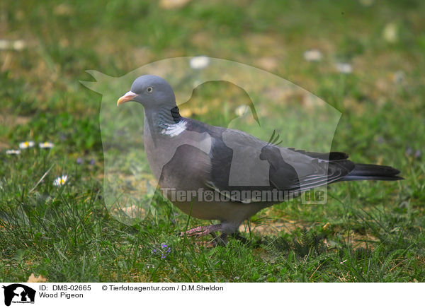 Ringeltaube / Wood Pigeon / DMS-02665