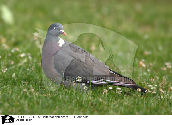Ringeltaube / woodpigeon / FL-01701