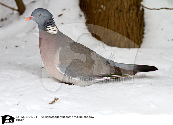 Ringeltaube / culver / MBS-04721
