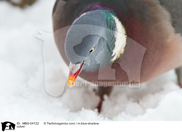 Ringeltaube / culver / MBS-04722
