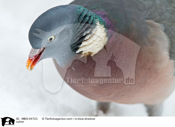 Ringeltaube / culver / MBS-04723