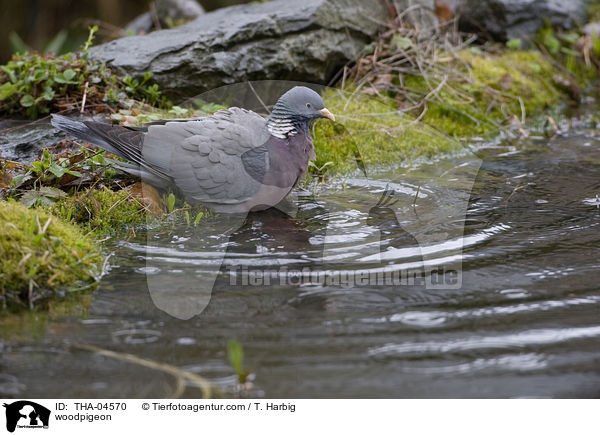 Ringeltaube / woodpigeon / THA-04570
