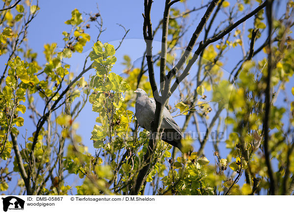 Ringeltaube / woodpigeon / DMS-05867