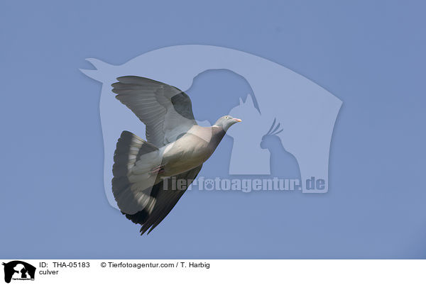 Ringeltaube / culver / THA-05183