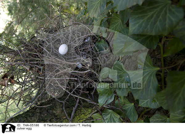 Ringeltaube Ei / culver egg / THA-05186
