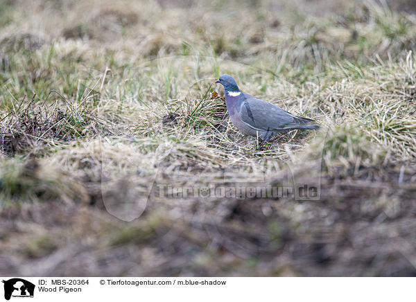 Ringeltaube / Wood Pigeon / MBS-20364