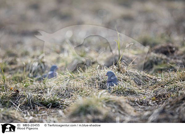 Ringeltauben / Wood Pigeons / MBS-20455
