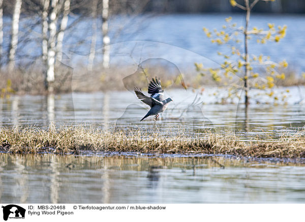 flying Wood Pigeon / MBS-20468