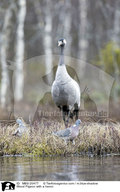 Wood Pigeon with a heron / MBS-20477