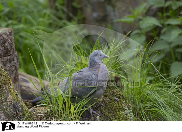 standing Wood Pigeon / PW-08212