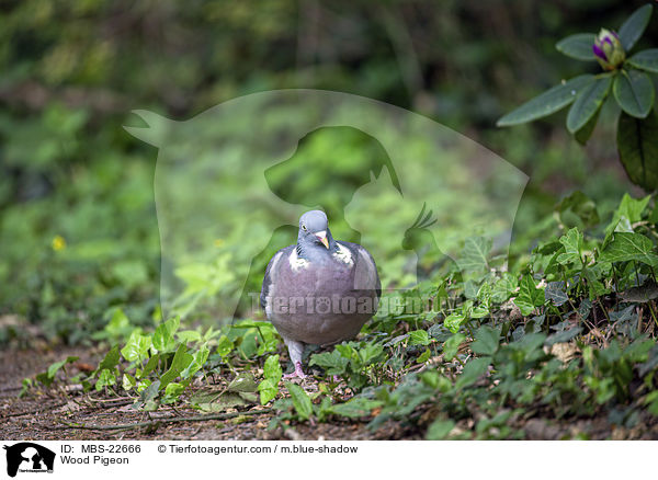 Wood Pigeon / MBS-22666
