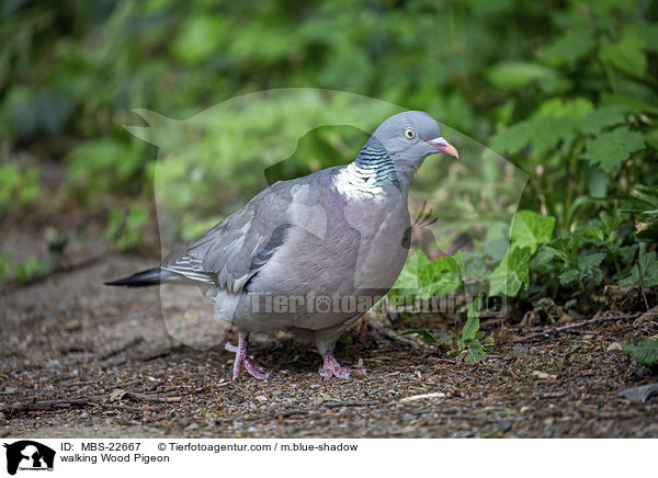 walking Wood Pigeon / MBS-22667