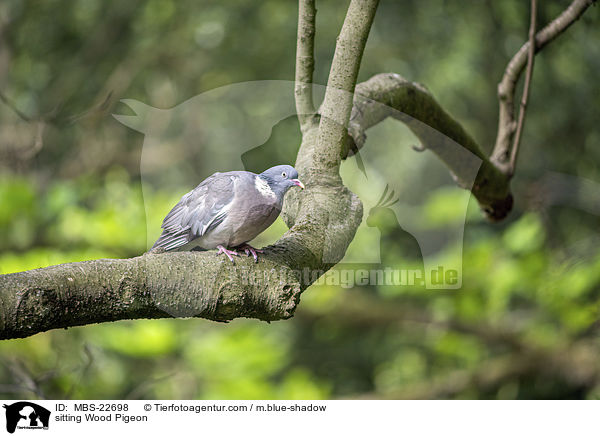 sitting Wood Pigeon / MBS-22698