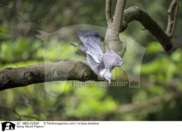 flying Wood Pigeon / MBS-22699