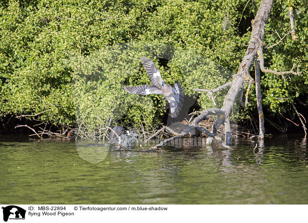 flying Wood Pigeon / MBS-22894