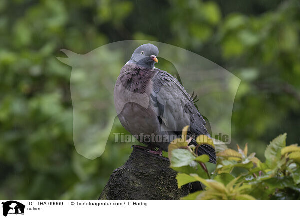 Ringeltaube / culver / THA-09069