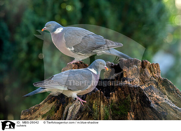 Ringeltauben / culvers / MBS-26042