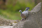 Wood Pigeon