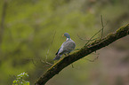 Wood Pigeon