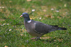 Wood Pigeon