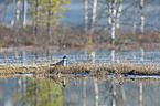 Wood Pigeon at the water