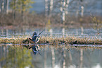 flying Wood Pigeon