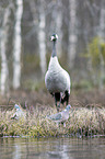 Wood Pigeon with a heron