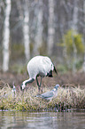 Wood Pigeon with a heron