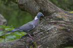 standing Wood Pigeon