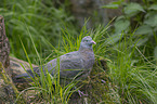 standing Wood Pigeon