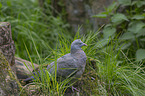 standing Wood Pigeon