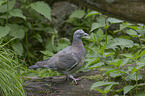 standing Wood Pigeon