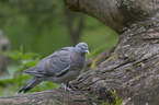 standing Wood Pigeon