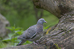 standing Wood Pigeon