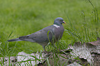 standing Wood Pigeon