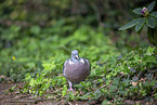 Wood Pigeon