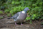 walking Wood Pigeon
