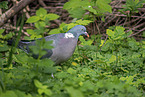 Wood Pigeon
