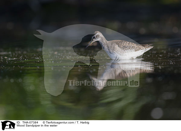 Bruchwasserlufer im Wasser / Wood Sandpiper in the water / THA-07384