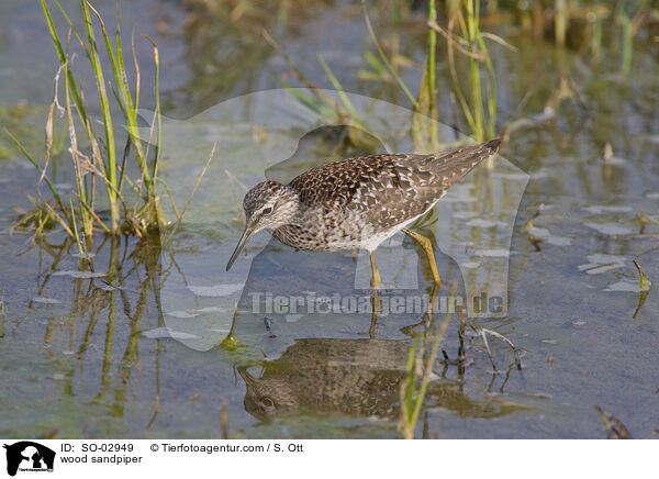 Bruchwasserlufer / wood sandpiper / SO-02949