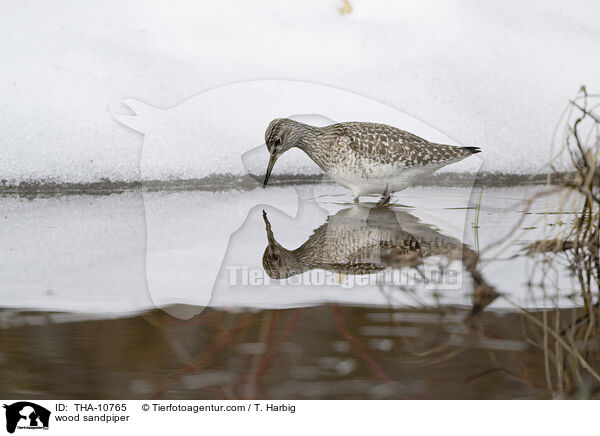 Bruchwasserlufer / wood sandpiper / THA-10765