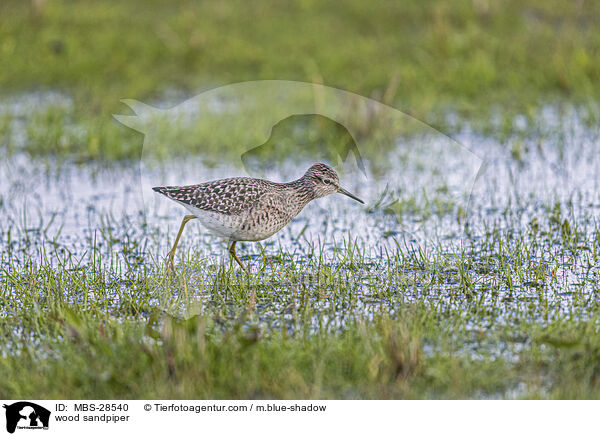 wood sandpiper / MBS-28540