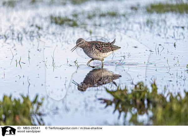 Bruchwasserlufer / wood sandpiper / MBS-28541