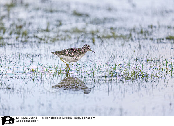 Bruchwasserlufer / wood sandpiper / MBS-28546