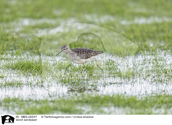Bruchwasserlufer / wood sandpiper / MBS-28547