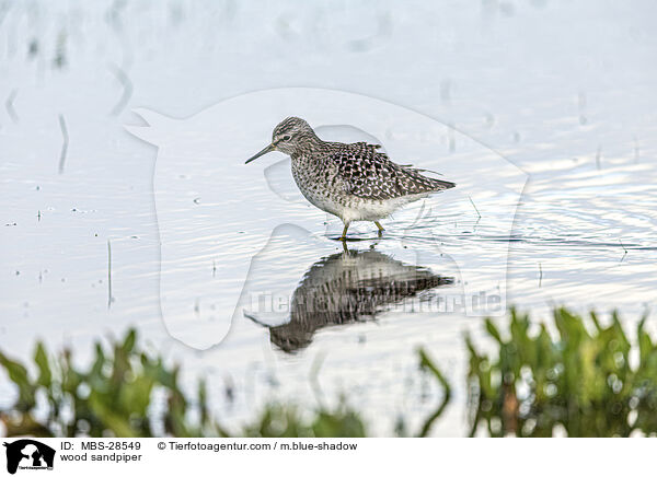 Bruchwasserlufer / wood sandpiper / MBS-28549