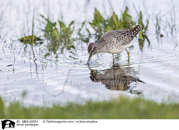 Bruchwasserlufer / wood sandpiper / MBS-28551